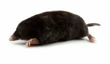 mole.jpg